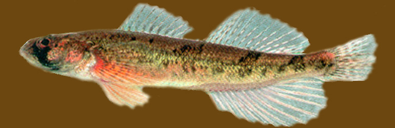 tennessee snail darter